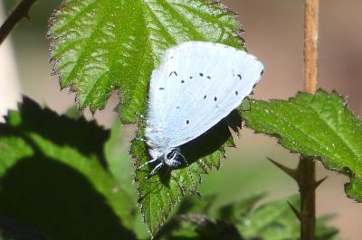 <i>Celastrina argiolus</i>
