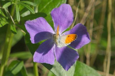 <i>Anthocharis cardamines</i>
