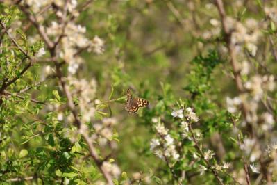 <i>Pararge aegeria</i>