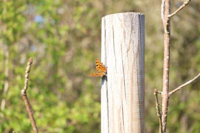 <i>Polygonia c-album</i>
