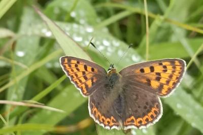 <i>Lycaena tityrus</i>