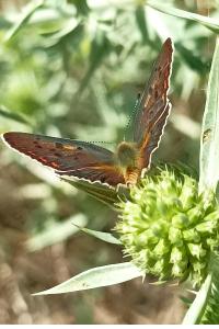 <i>Lycaena tityrus</i>
