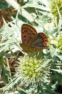 <i>Lycaena tityrus</i>