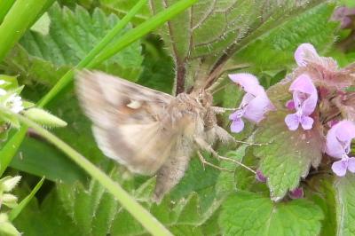<i>Autographa gamma</i>