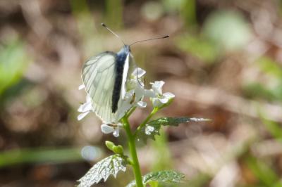 <i>Pieris napi</i>