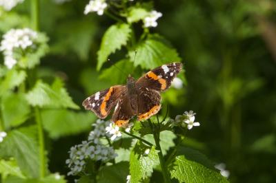 <i>Vanessa atalanta</i>