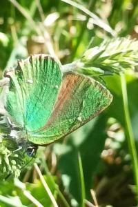 <i>Callophrys rubi</i>