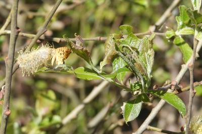 <i>Pseudopanthera macularia</i>