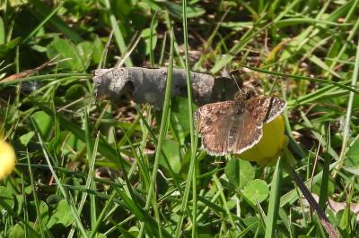 <i>Erynnis tages</i>