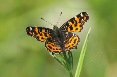 <i>Araschnia levana</i>