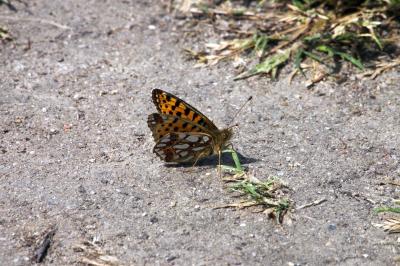 <i>Issoria lathonia</i>