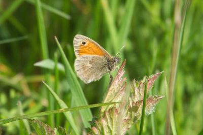 <i>Coenonympha pamphilus</i>