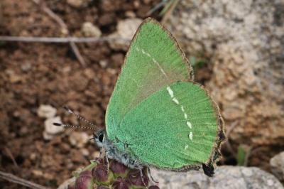<i>Callophrys rubi</i>