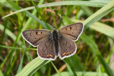 <i>Lycaena tityrus</i>