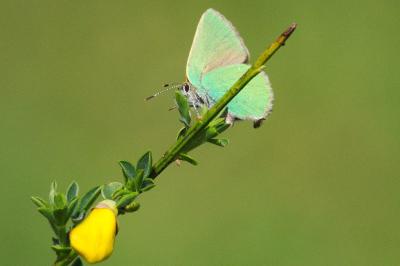 <i>Callophrys rubi</i>