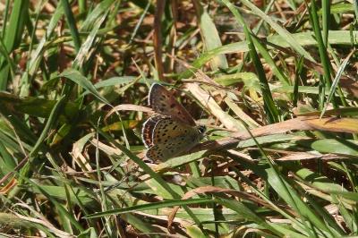 <i>Lycaena tityrus</i>