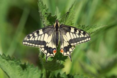 <i>Papilio machaon</i>