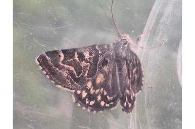 <i>Euclidia mi</i>