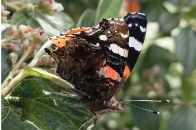 <i>Vanessa atalanta</i>