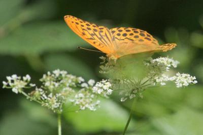 <i>Argynnis paphia</i>