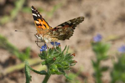 <i>Vanessa cardui</i>