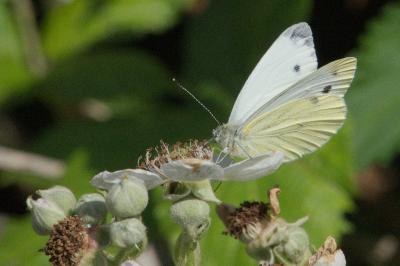 <i>Pieris</i>