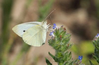 <i>Pieris</i>