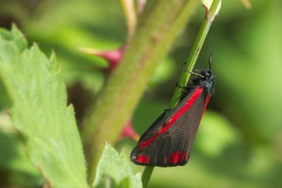 <i>Tyria jacobaeae</i>