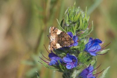 <i>Tyta luctuosa</i>