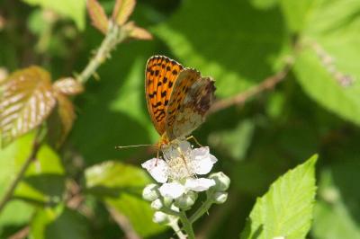 <i>Brenthis daphne</i>