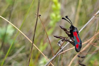 <i>Zygaena sarpedon</i>
