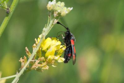 <i>Zygaena sarpedon</i>