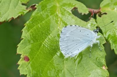 <i>Celastrina argiolus</i>