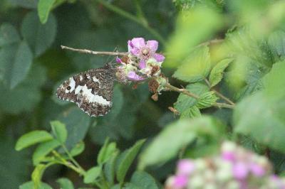 <i>Brintesia circe</i>