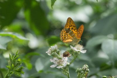 <i>Argynnis paphia</i>