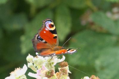 <i>Aglais io</i>