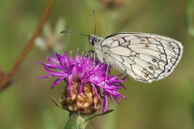 <i>Melanargia galathea</i>