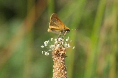 <i>Thymelicus lineola</i>