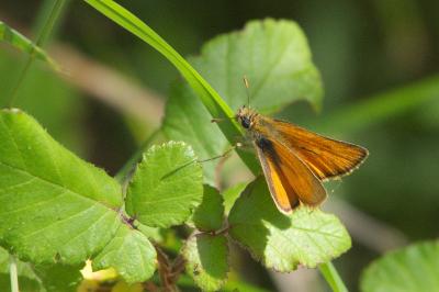 <i>Thymelicus sylvestris</i>