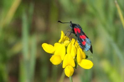 <i>Zygaena trifolii</i>