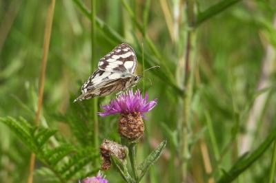<i>Melanargia galathea</i>