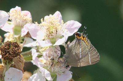 <i>Satyrium w-album</i>