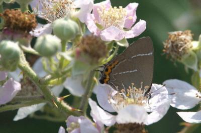 <i>Satyrium w-album</i>
