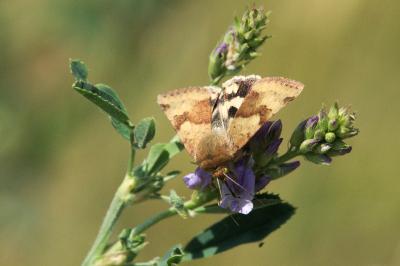 <i>Heliothis viriplaca</i>