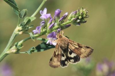 <i>Heliothis viriplaca</i>
