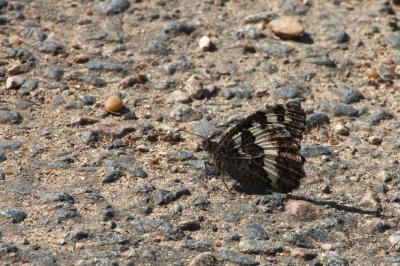 <i>Brintesia circe</i>