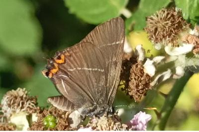 <i>Satyrium w-album</i>
