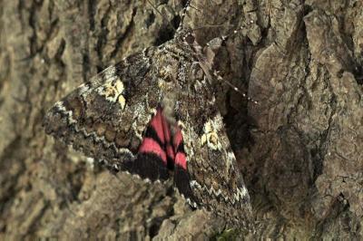 <i>Catocala promissa</i>