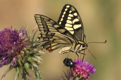 <i>Papilio machaon</i>