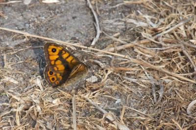 <i>Lasiommata megera</i>